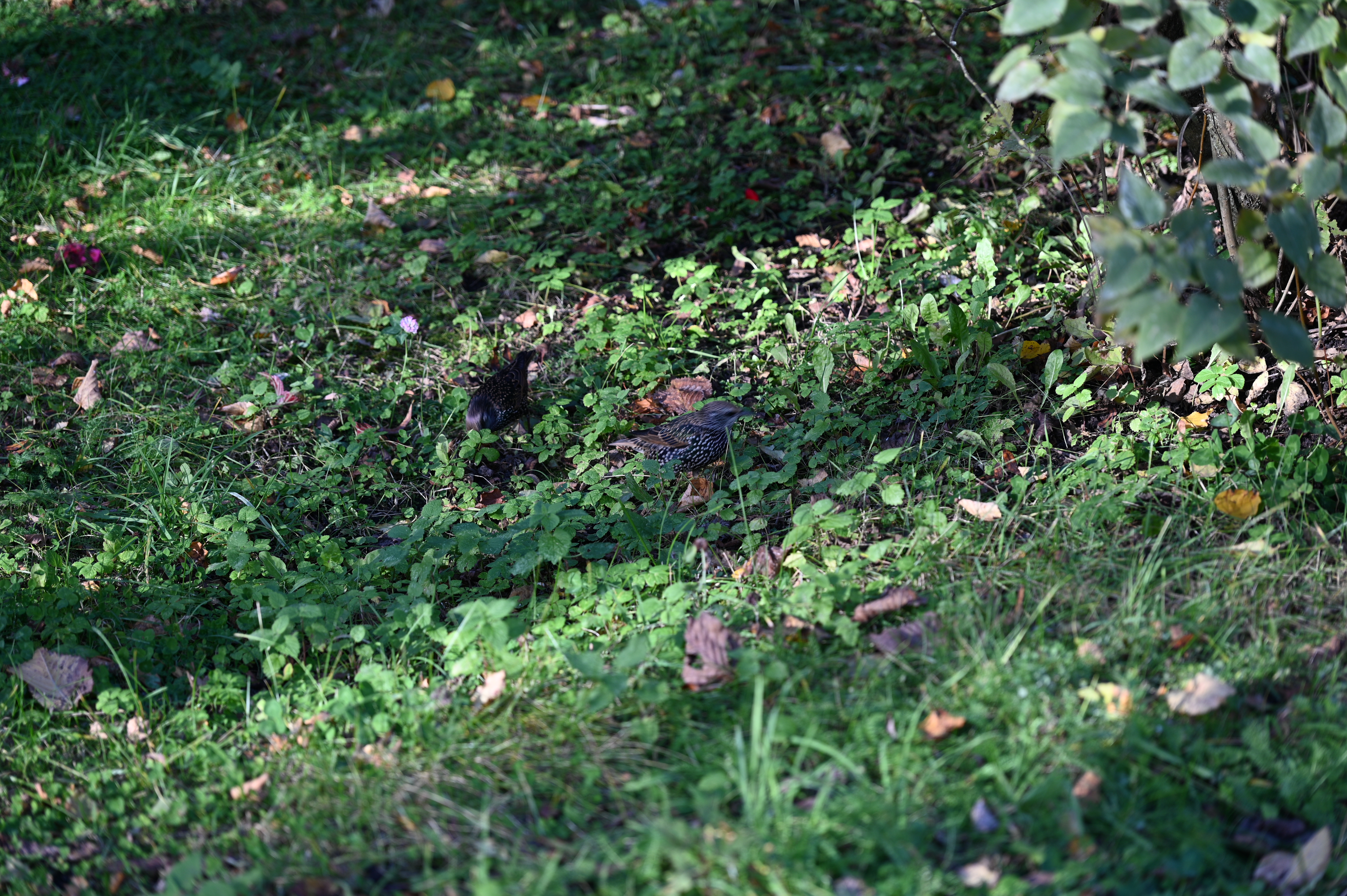 2025/10/18 - walk/DSC_0137.JPG